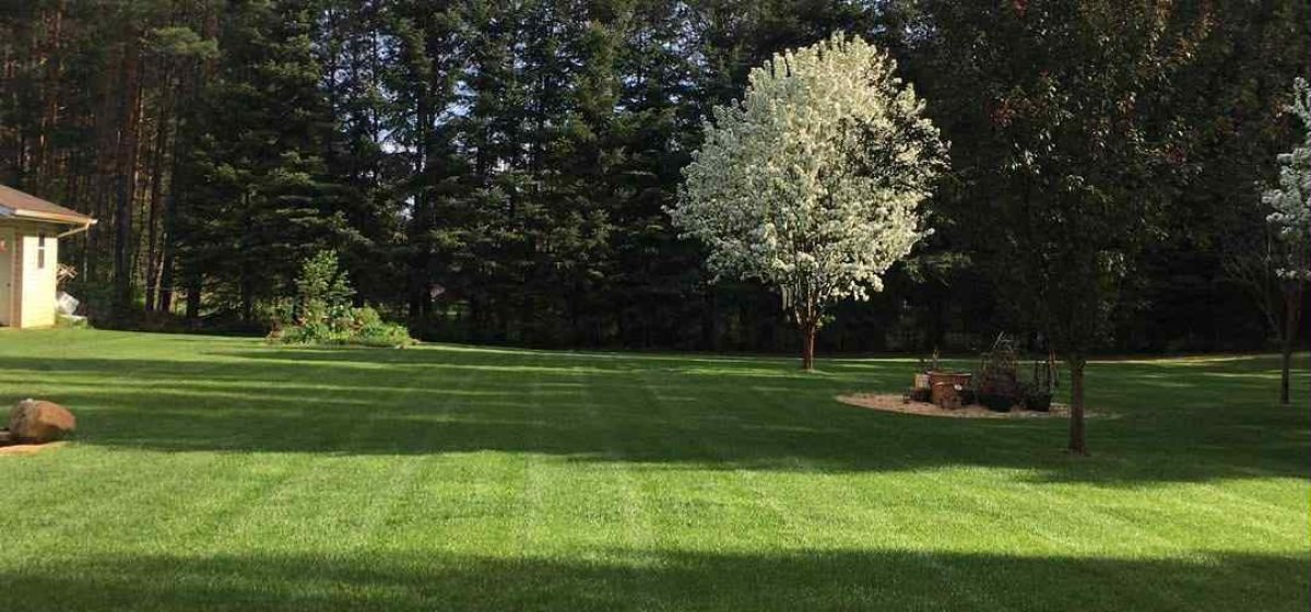 Freshly Mowed Lawn